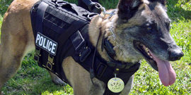 Cover Your K9